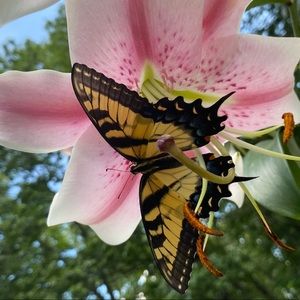 Meet your Posher, Elizabeth